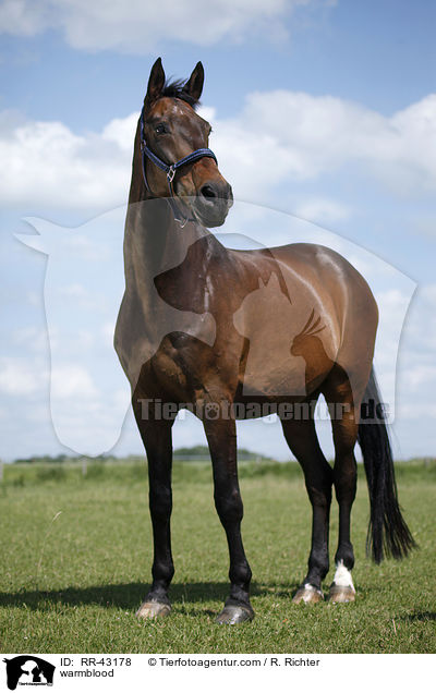 Deutsches Reitpferd / warmblood / RR-43178