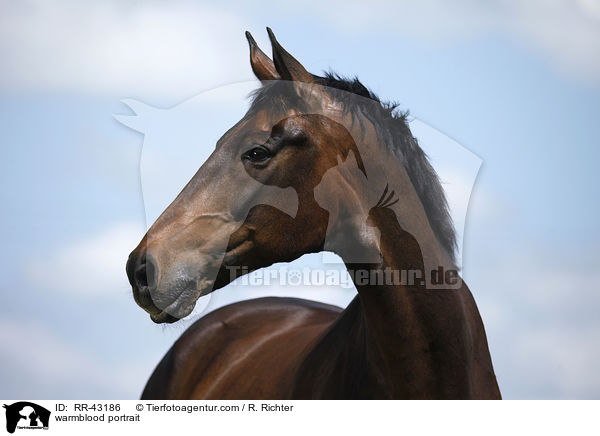 Deutsches Reitpferd Portrait / warmblood portrait / RR-43186