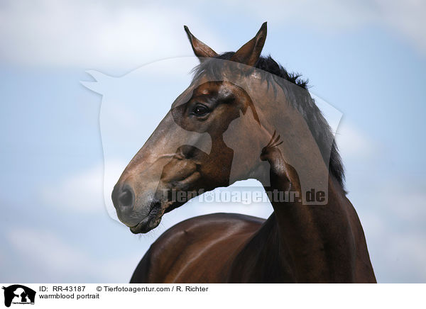 Deutsches Reitpferd Portrait / warmblood portrait / RR-43187