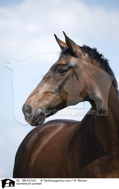 Deutsches Reitpferd Portrait / warmblood portrait / RR-43193