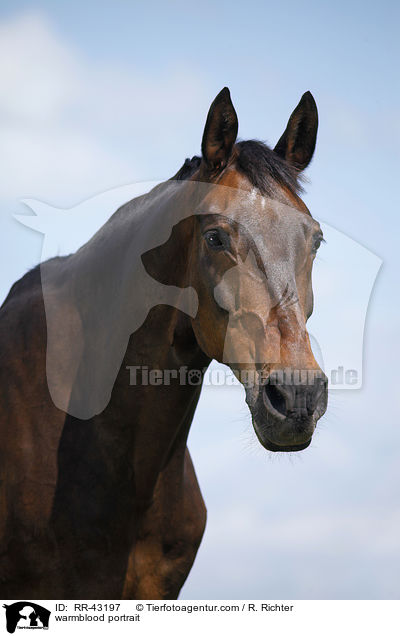 Deutsches Reitpferd Portrait / warmblood portrait / RR-43197