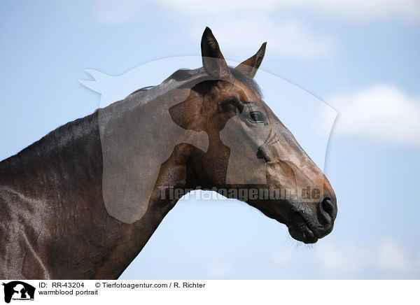 Deutsches Reitpferd Portrait / warmblood portrait / RR-43204