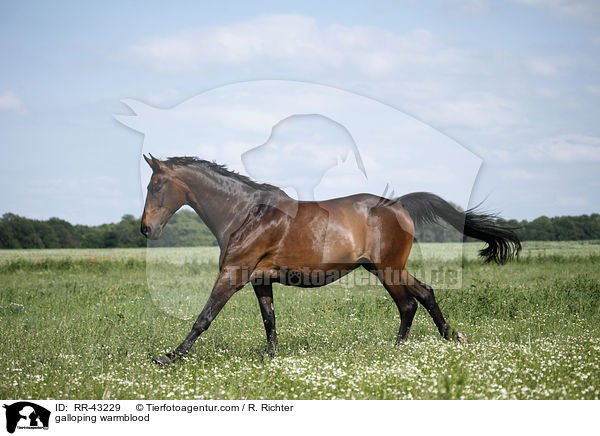 galoppierendes Deutsches Reitpferd / galloping warmblood / RR-43229