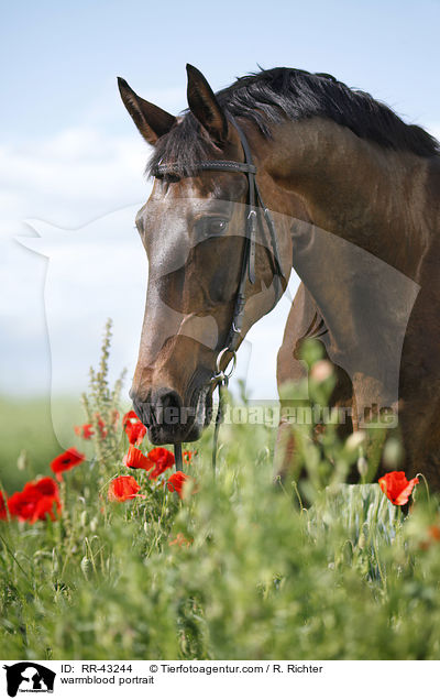 Deutsches Reitpferd Portrait / warmblood portrait / RR-43244