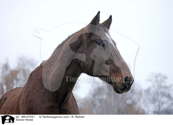 Senior Pferd / Senior Horse / RR-47451