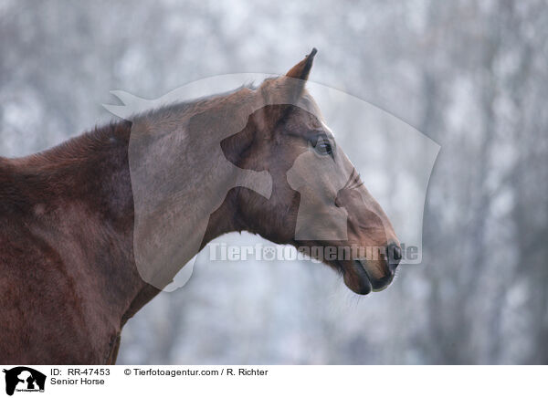 Senior Pferd / Senior Horse / RR-47453