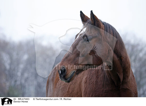 Senior Pferd / Senior Horse / RR-47463