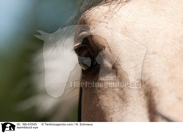 warmblood eye / NS-03545