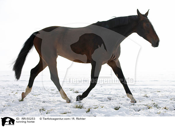 rennendes Pferd / running horse / RR-50253