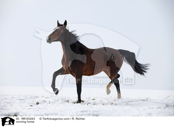 rennendes Pferd / running horse / RR-50263