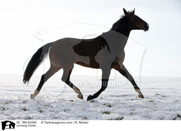 rennendes Pferd / running horse / RR-50266