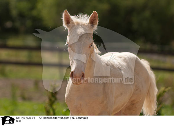 ZfdP Fohlen / foal / NS-03884