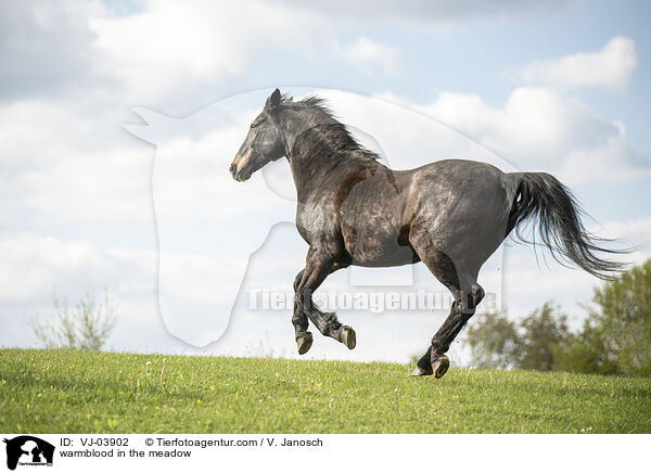 Warmblut auf der Weide / warmblood in the meadow / VJ-03902