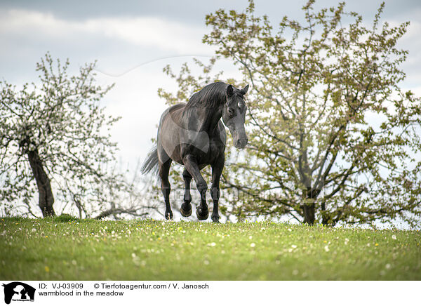 Warmblut auf der Weide / warmblood in the meadow / VJ-03909