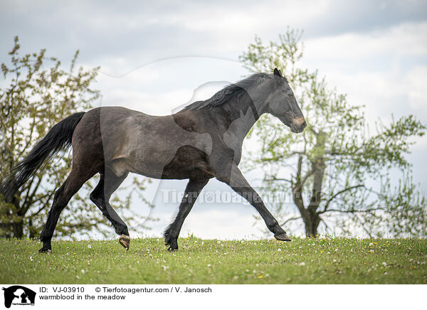 Warmblut auf der Weide / warmblood in the meadow / VJ-03910