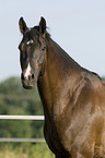 horse portrait