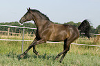 galloping horse