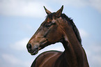 warmblood portrait