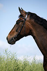 warmblood portrait