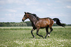 galloping warmblood