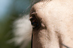 warmblood eye