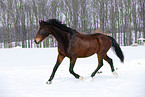 running horse