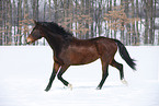 running horse