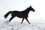 running horse