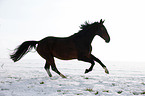 running horse