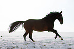 running horse