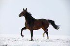 running horse