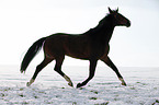 running horse