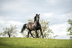 warmblood in the meadow