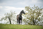 warmblood in the meadow