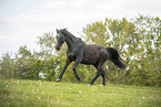 warmblood in the meadow