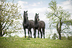 2 horses