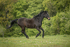 warmblood in the meadow