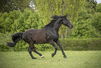 warmblood in the meadow