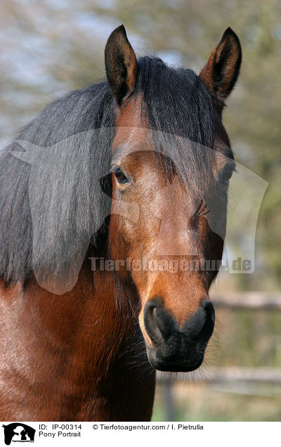 Deutsches Reitpony im Portrait / Pony Portrait / IP-00314