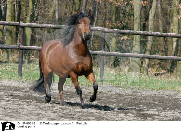 trabendes Deutsches Reitpony / running pony / IP-00319