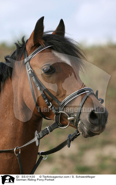 German Riding Pony Portrait / SS-01430