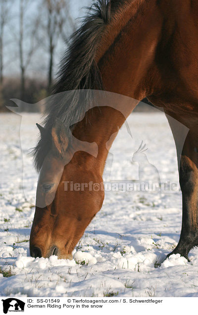 German Riding Pony in the snow / SS-01549
