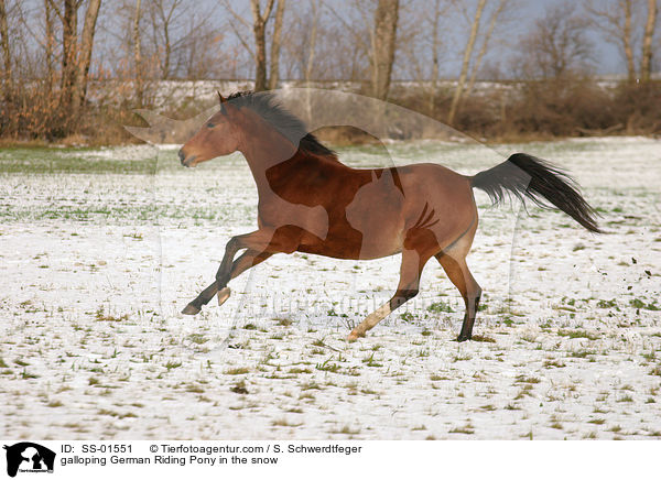 galloping German Riding Pony in the snow / SS-01551