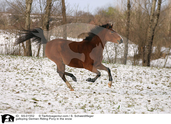 galloping German Riding Pony in the snow / SS-01552