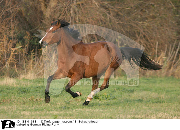 galloping German Riding Pony / SS-01683