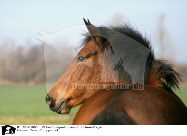 German Riding Pony portrait / SS-01685