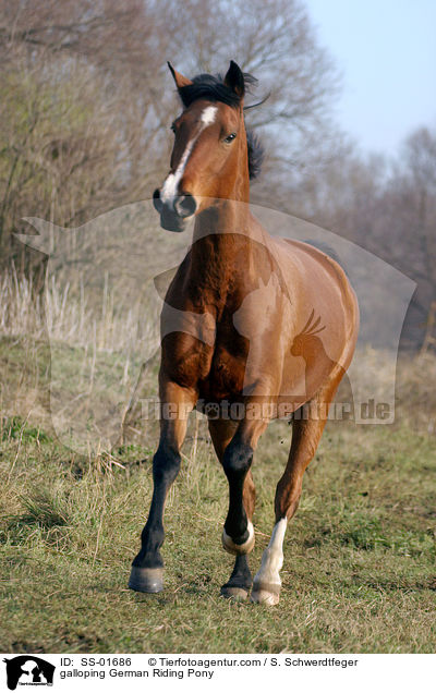 galloping German Riding Pony / SS-01686
