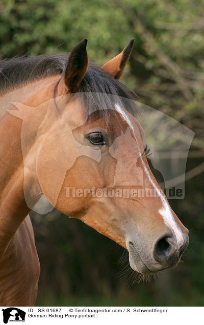 German Riding Pony portrait / SS-01687