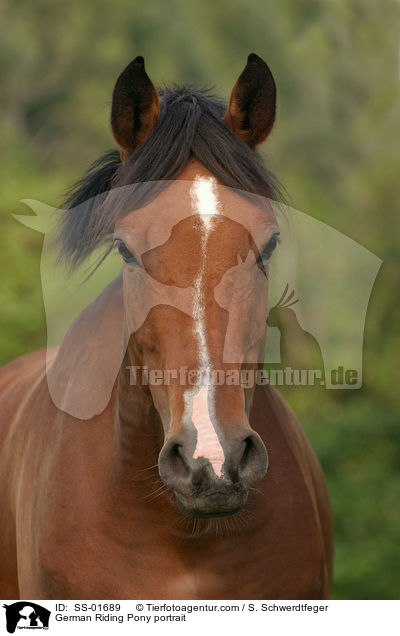 German Riding Pony portrait / SS-01689