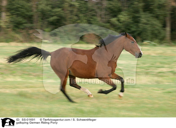 galloping German Riding Pony / SS-01691